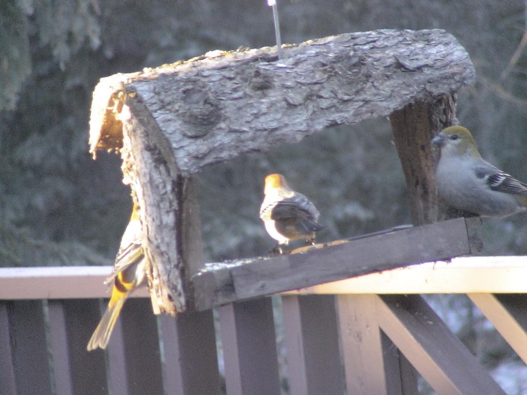 Bragg Creek Redwood Meadows Bed And Breakfast المظهر الخارجي الصورة